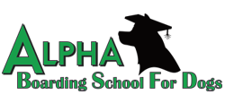 Alpha Boarding School For Dogs
