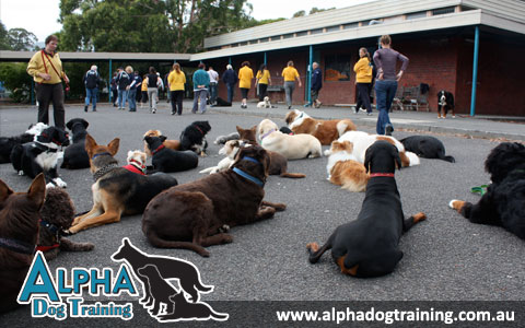 Alpha Dog Training